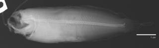To NMNH Extant Collection (Zaprora silenus USNM 135678 radiograph)