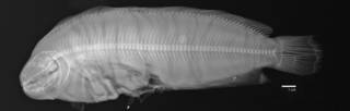 To NMNH Extant Collection (Zaprora silenus USNM 207564 radiograph)