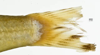 To NMNH Extant Collection (Upeneus arge USNM 50667 type photograph caudal fin lateral view)