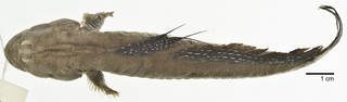 To NMNH Extant Collection (Boleophthalmus pectinirostris USNM 012567 photograph 1 of 3 dorsal view)