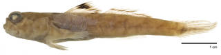 To NMNH Extant Collection (Periophthalmus variabilis USNM 222971 photograph lateral view)