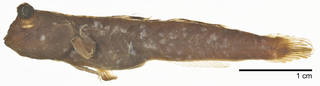 To NMNH Extant Collection (Periophthalmus novemradiatus USNM 279159 photograph lateral view)