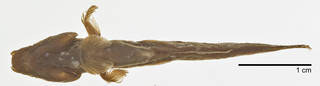 To NMNH Extant Collection (Periophthalmus novemradiatus USNM 279159 photograph ventral view)