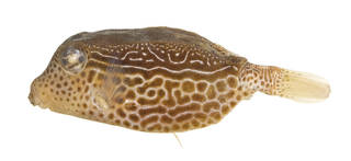 To NMNH Extant Collection (Ostracion solorensis USNM 168839 photograph lateral view)