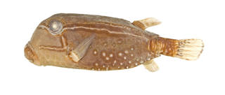 To NMNH Extant Collection (Ostracion solorensis USNM 168576 photograph lateral view)