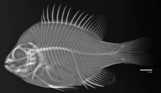 To NMNH Extant Collection (Lepomis megalotis USNM 172434 radiograph lateral)