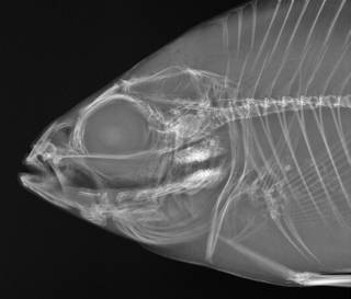 To NMNH Extant Collection (Lepomis microlophus USNM 173220 radiograph head close up)