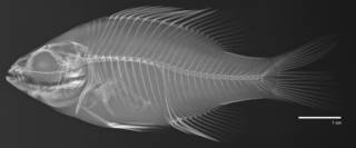 To NMNH Extant Collection (Lepomis microlophus USNM 173220 radiograph lateral)