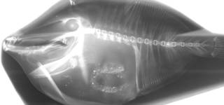 To NMNH Extant Collection (Alutera schoepfii Silver Bay 5428 radiograph lateral view.jpg)