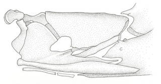 To NMNH Extant Collection (Leporinus fasciatus P21695 illustration)