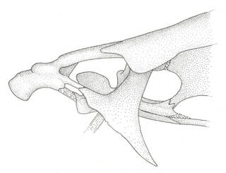 To NMNH Extant Collection (Leporinus fasciatus P21696 illustration)