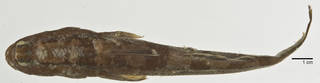 To NMNH Extant Collection (Periophthalmodon schlosseri USNM 161010 photograph dorsal view 1 of 5)