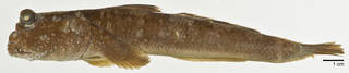 To NMNH Extant Collection (Periophthalmodon schlosseri USNM 161010 photograph lateral view 1 of 5)