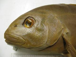To NMNH Extant Collection (Caulolatilus hubbsi USNM 41421 photograph lateral view head)