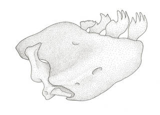 To NMNH Extant Collection (Schizodon fasciatus P21732 illustration)