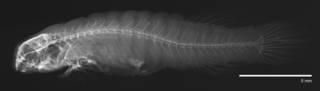 To NMNH Extant Collection (Liobranchia stria USNM 149910 type radiograph lateral view)