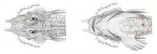 To NMNH Extant Collection (Peristethium miniatum P08305 illustration)