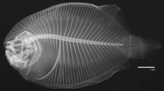 To NMNH Extant Collection (Catathyridium jenynsi USNM 47662 radiograph)