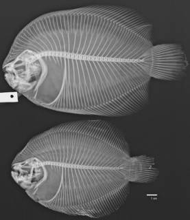 To NMNH Extant Collection (Catathyridium jenynsi USNM 55583 radiograph)