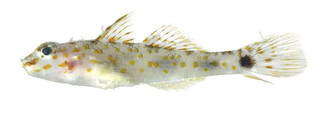 To NMNH Extant Collection (Fusigobius inframaculatus USNM 374956 photograph lateral view)