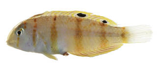 To NMNH Extant Collection (Iniistius aneitensis USNM 375008 photograph lateral view)