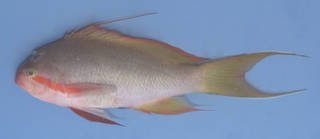 To NMNH Extant Collection (Pseudanthias huchtii USNM 374382 photograph lateral view)