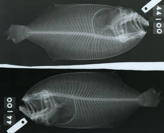 To NMNH Extant Collection (Cyclopsetta chittendeni USNM 44100 type radiograph lateral view)