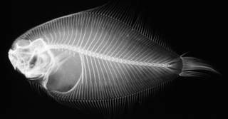 To NMNH Extant Collection (Engyprosopon arenicola USNM 50658 type radiograph lateral view)