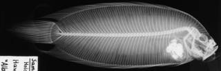 To NMNH Extant Collection (Samariscus corallinus USNM 51596 holotype radiograph lateral view)