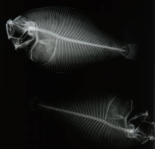 To NMNH Extant Collection (Syacium gunteri USNM 92800 type radiograph lateral view)