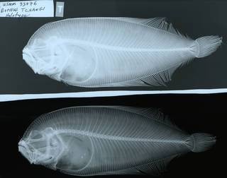To NMNH Extant Collection (Bathus tchangi USNM 93076 holotype radiograph lateral view)