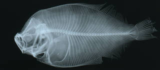 To NMNH Extant Collection (Bathus obliquioculatus USNM 93077 holotype radiograph lateral view)