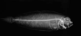 To NMNH Extant Collection (Nematops Chui USNM 93087 holotype radiograph lateral view)