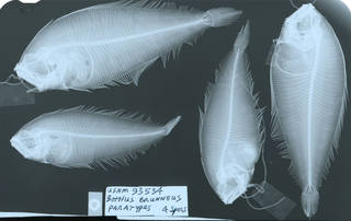 To NMNH Extant Collection (Bathus brunneus USNM 93534 paratype radiograph lateral view)