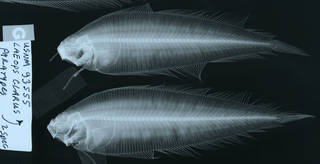 To NMNH Extant Collection (Laeops clarus USNM 93555 paratype radiograph lateral view)