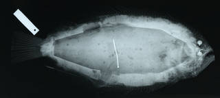 To NMNH Extant Collection (Cyclopsetta decussata USNM 123802 type radiograph lateral view)