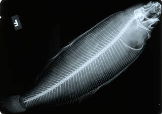 To NMNH Extant Collection (Tanakius kitaharae USNM 151859 nontype radiograph lateral view)