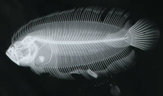 To NMNH Extant Collection (Samariscus triocellatus USNM 167246 paratype radiograph lateral view)