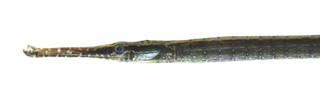 To NMNH Extant Collection (Parasygnathus USNM 374427 photograph head lateral view)