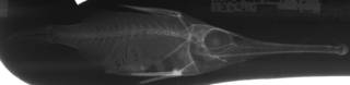 To NMNH Extant Collection (Macrorohamphosodes platycheilus USNM 93170 type radiograph lateral view)