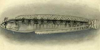 To NMNH Extant Collection (Bryolophus lysimus P22113 illustration)