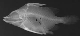 To NMNH Extant Collection (Paratriacanthodes retrospinis USNM 93171 holotype radiograph lateral view)