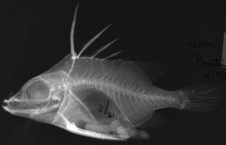 To NMNH Extant Collection (Paratriacanthodes retrospinis USNM 93171 type radiograph lateral view)