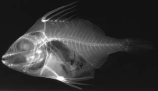 To NMNH Extant Collection (Paratriacanthodes herrei USNM 93293 holotype radiograph lateral view)
