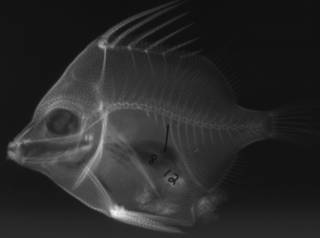 To NMNH Extant Collection (Triacanthodes lineatus USNM 101319 type radiograph lateral view)