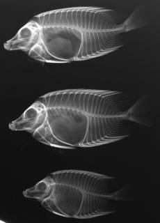 To NMNH Extant Collection (Siganus vulpinus USNM 182883 nontype radiograph lateral view)
