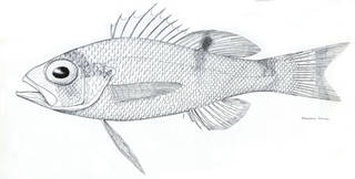 To NMNH Extant Collection (Prionodes notospilus P06975 illustration)
