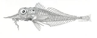 To NMNH Extant Collection (Peristedion spinager P08291 illustration)