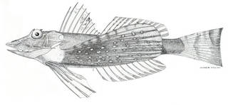To NMNH Extant Collection (Prioniotus microlepis P07000 illustration)