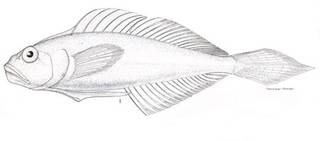 To NMNH Extant Collection (Microgobius microlepis P09798 illustration)